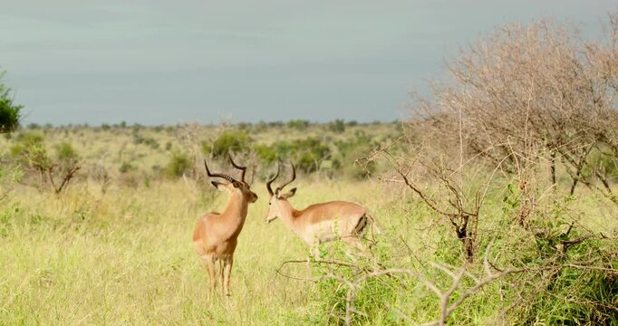 Herd of impala antelopes walking through tall golden grass in the bright sun near Skukuza, Kruger National Park, South Africa. Wild animals moving through their natural savanna habitat.