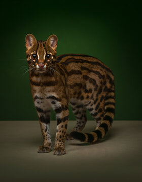 Portrait of a margay (Leopardus wiedii)