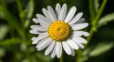 Fototapeta premium Close-up of a beautiful daisy flower in full bloom.