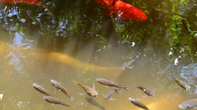 Reflection of red koi fish swimming in pond with green tree leaves and blue sky