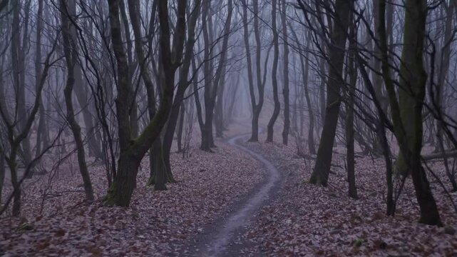 Runner explores shadowy woodland path, Shrouded walkway among leafless trees under dim light, Misty forest route with twisting branches and damp ground illuminated faintly by evening light