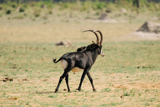 Sable Antelope