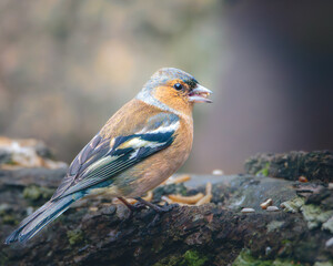 Fototapeta premium Chaffinch, Fringilla coelebs, perched at Humford Woods, Northumberland, March 2026