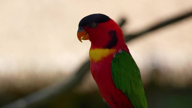 A Yellow-bibbed lory (Lorius chlorocercus) perches on a branch against a bokeh background, close-up portrait shot.