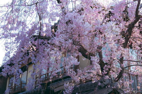 Macro close-up of detailed pink weeping cherry blossoms in full bloom