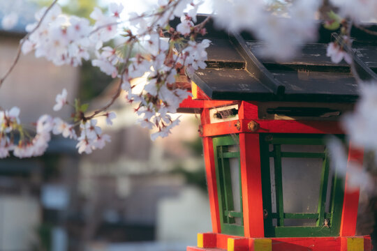 Traditional Japanese temple building framed by weeping cherry blossoms in Kyoto