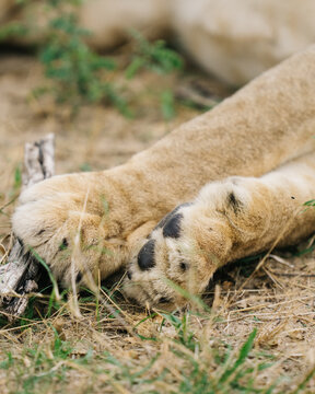 sleeping lion cub