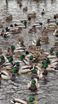 Many ducks swimming calmly in a clear pond water. Large flock of wild mallard birds migrating on lake surface. Wildlife behavior at the park in natural habitat.