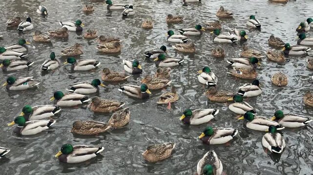 Many ducks swimming calmly in a clear pond water. Large flock of wild mallard birds migrating on lake surface. Wildlife behavior at the park in natural habitat.