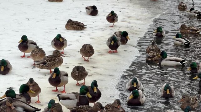 Many mallard ducks swimming in dark water of pond in city park during winter. Group of wild bird migrating and feeding near snowy bank in cold cloudy weather.