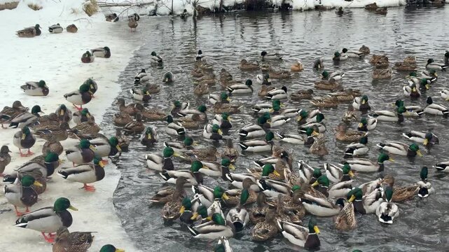 Many mallard ducks swimming in dark water of pond in city park during winter. Group of wild bird migrating and feeding near snowy bank in cold cloudy weather.