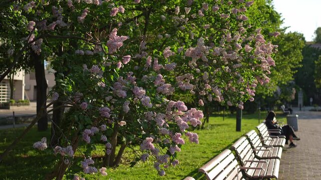 西陽に照らされたピンク色のライラックの花。札幌大通公園のベンチと休憩する人