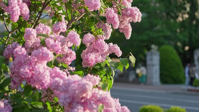 太陽の光りに照らされて輝くピンク色のライラックの花。札幌大通公園で撮影