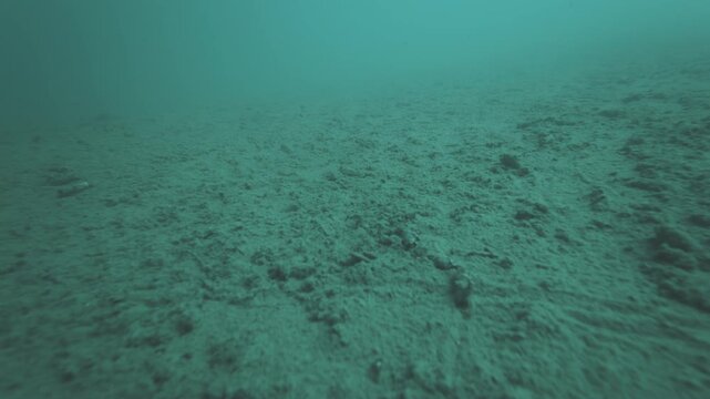 Camera moves forward underwater with tiny bugs (malacostracan crustaceans, Amphipoda) swimming around near the bottom. Volcanic active lake of Goryachee on Kunashir Island in Russia