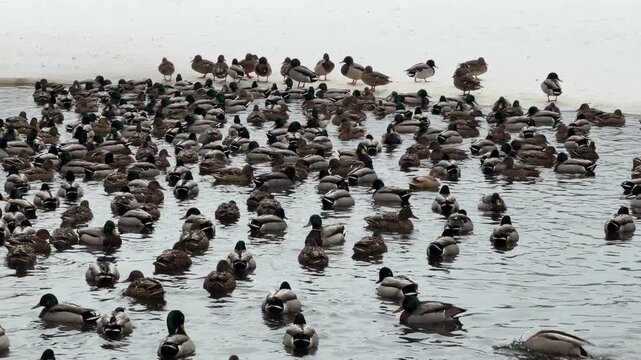 Many mallard ducks swimming in dark water of pond in city park during winter. Group of wild bird migrating and feeding near snowy bank in cold cloudy weather.