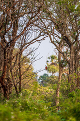 Fototapeta premium Beautiful moments of bird 