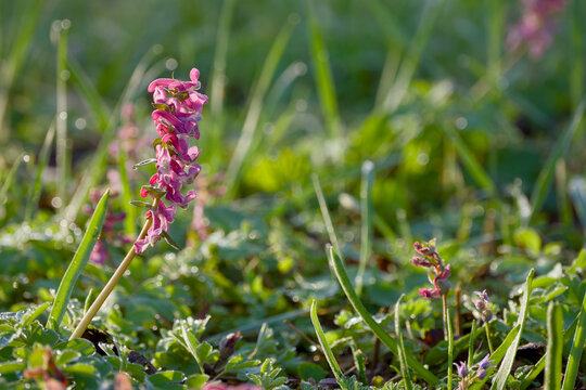 Common fumitory flower growing in dew-covered meadow