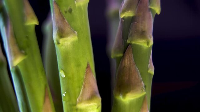 Morphological Analysis of Asparagus Officinalis Shoots, 360-Degree Macro. Visualizing Plant Fiber