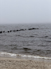 Fototapeta premium Empty sandy beach by the sea on a foggy day. Cold cloudy weather at the coast with horizon covered in mist. Nature silence and loneliness concept. Landscape scene of ocean shoreline.