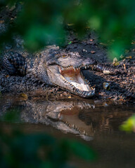 Fototapeta premium crocodile in the water