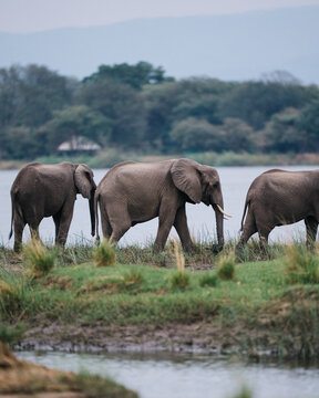 herd of elephants