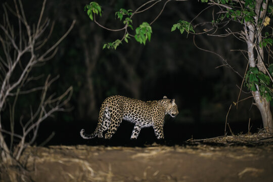 leopard in the tree