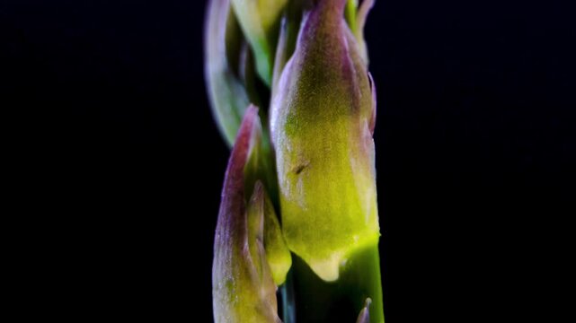 Macro Close-up of Fresh Asparagus (Asparagus officinalis) Spear Tip, Detailed View of Protective Scale Leaves on Black Background, Organic Food Concept, 4K