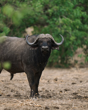 safari buffalo