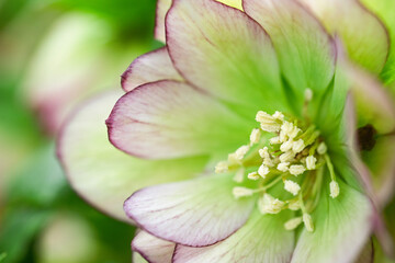 A closeup of a hellebore flower in the spring perennial garden.