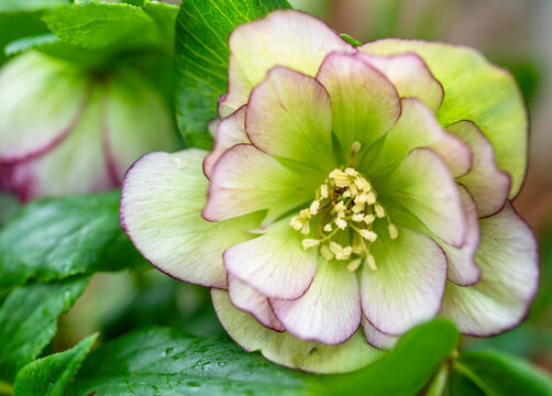 A closeup of a hellebore flower in the spring perennial garden.