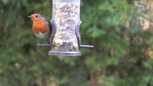 robin at the feeder