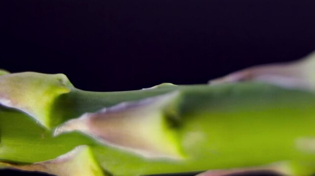 Plant Anatomy: Visualizing Dietary Fiber, Internal Longitudinal Structure of Asparagus.