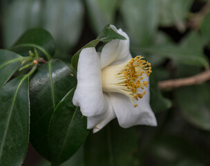 Close-up of a white Camellia sinensis flower