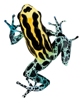 Poison Dart Frog