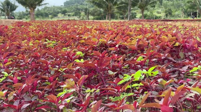 Tight rows of red amaranth fill the frame completely, forming a continuous textured surface of plants. Crop cultivation.