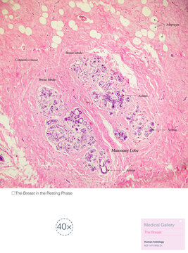 The mammary gland consists of mammary lobes; each lobe is an independent secretory gland, with a lactiferous duct leading to a pore at the nipple on the body surface. Magnify 40x
