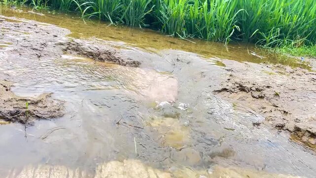 Stream flowing over muddy ground with green grass on the bank and ripples on the water's surface, natural scene.