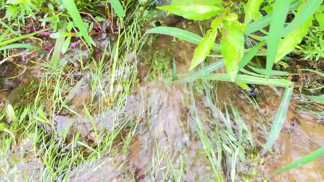 Clear stream flowing through lush green grass and plants, reflecting sunlight on the water surface with subtle ripples and earthy tones.