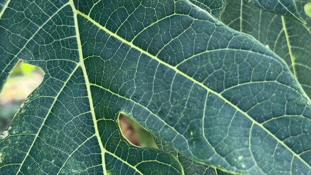 Close up of a papaya leaf showing strong veins and textured surface as it gently moves in the wind against soft green surroundings. Leaf structure.