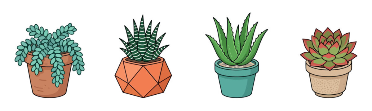 Set of four hand-drawn potted succulent plants including burro's tail, zebra haworthia, aloe vera, and echeveria isolated on white background.