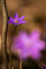 Przylaszczki w lesie z miejscem na tekst – wiosenne tło w naturalnym świetle © Elżbieta Kaps