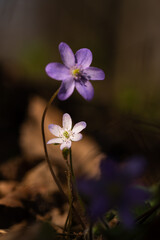 Wiosenne przylaszczki oświetlone ciepłym światłem – naturalne tło leśne © Elżbieta Kaps