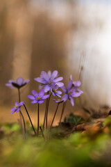 Wiosenne przylaszczki oświetlone ciepłym światłem – naturalne tło leśne © Elżbieta Kaps