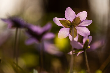 Fioletowe przylaszczki w promieniach słońca – leśne kwiaty wiosenne © Elżbieta Kaps