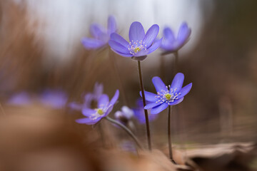 Wiosenne przylaszczki oświetlone ciepłym światłem – naturalne tło leśne © Elżbieta Kaps