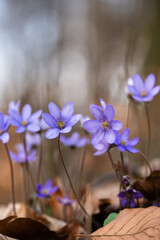 Wiosenne przylaszczki oświetlone ciepłym światłem – naturalne tło leśne © Elżbieta Kaps