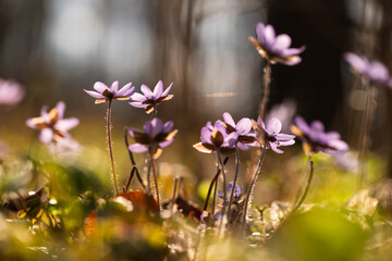 Fioletowe przylaszczki w promieniach słońca – leśne kwiaty wiosenne © Elżbieta Kaps