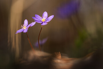 Przylaszczki w lesie z miejscem na tekst – wiosenne tło w naturalnym świetle © Elżbieta Kaps
