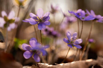 Fioletowe przylaszczki w promieniach słońca – leśne kwiaty wiosenne © Elżbieta Kaps