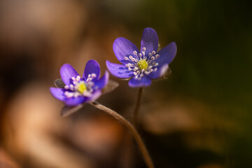 Delikatne przylaszczki w lesie – romantyczna scena w ciepłym świetle © Elżbieta Kaps